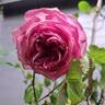 Thierry Marx rose photo