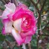 Sweet Delight rose photo