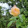 Jardin des Tuileries ® rose photo