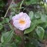 Yvonne Rabier rose photo