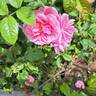 Invictus rose photo