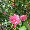 Invictus rose photo