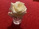 White Maman Cochet rose photo