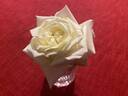 White Maman Cochet rose photo