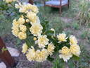 Banksian Yellow rose photo