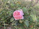 Sharifa Asma ® rose photo
