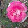 Sweet Delight rose photo