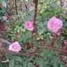 Rembrandt rose photo