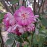 Gaard um Titzebierg rose photo