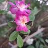 Gaard um Titzebierg rose photo