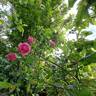 Volare rose photo