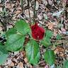 Rigo Neon rose photo