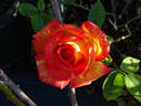 Harry Wheatcroft rose photo