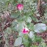 Thierry Marx rose photo