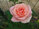 Helen Keller rose photo