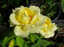 Helmut Schmidt rose photo