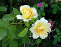 Henrietta Barnett rose photo