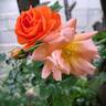 Salto rose photo