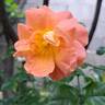 Salto rose photo
