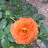 Salto rose photo