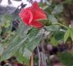 Favorite rose photo