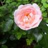 Rosenstadt Freising ® rose photo