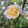 Martine Guillot ® rose photo