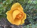 Gold Road rose photo