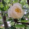 Claire Austin rose photo