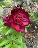 Betty Warner peony photo