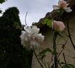 A Whiter Shade of Pale rose photo
