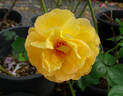 Horace McFarland rose photo
