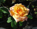 Imagination rose photo