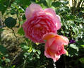 Jubilee Celebration rose photo