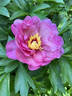 Pink Double Dandy peony photo