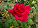 Kentucky Derby rose photo