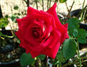 Ketchup rose photo