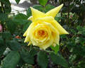 King's Ransom rose photo