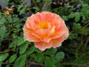 La Parisienne ™ rose photo