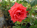 Lady Bird Johnson rose photo