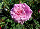Laguna Freelander rose photo