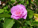 Lavender Crush ™ rose photo