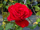 Legends™ rose photo