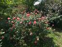 Clementina Carbonieri rose photo