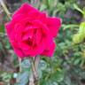 Pink Cloud rose photo