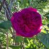 Purple Voluptia rose photo