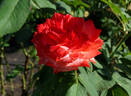 Magic Moon rose photo