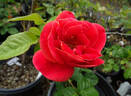 Maria Peral rose photo