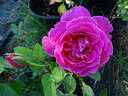 Mary Margaret McBride rose photo