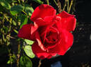 McGredy's Scarlet rose photo